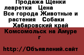 Продажа Щенки левретки › Цена ­ 40 000 - Все города Животные и растения » Собаки   . Хабаровский край,Комсомольск-на-Амуре г.